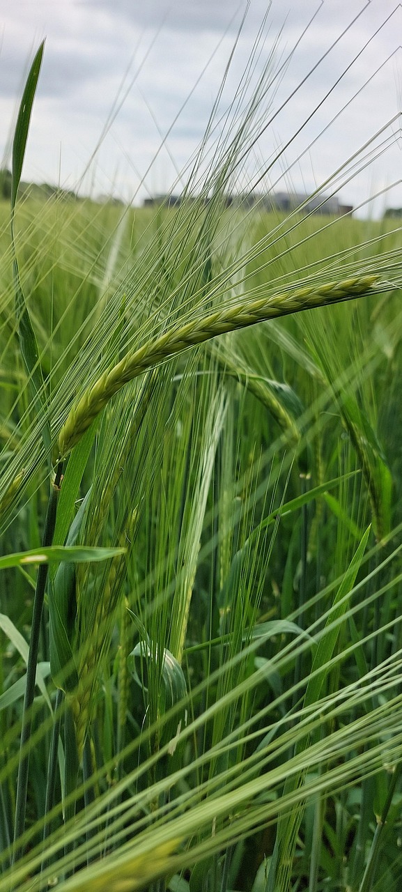 How do rhizobia act in the soil?