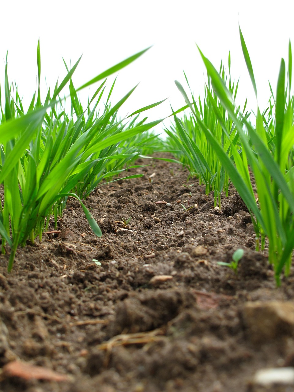 Cómo actúa en el suelo