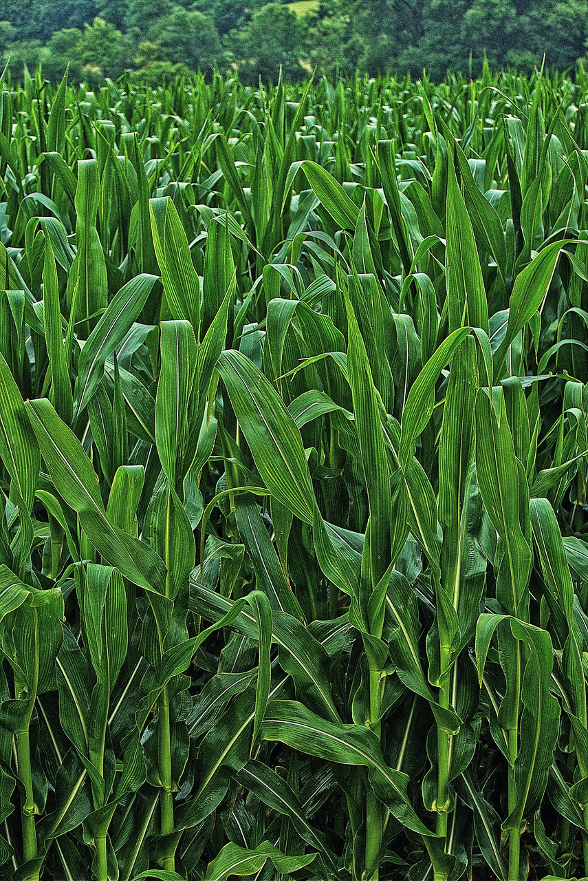 Efectos del azotobacter en la fertilidad del suelo