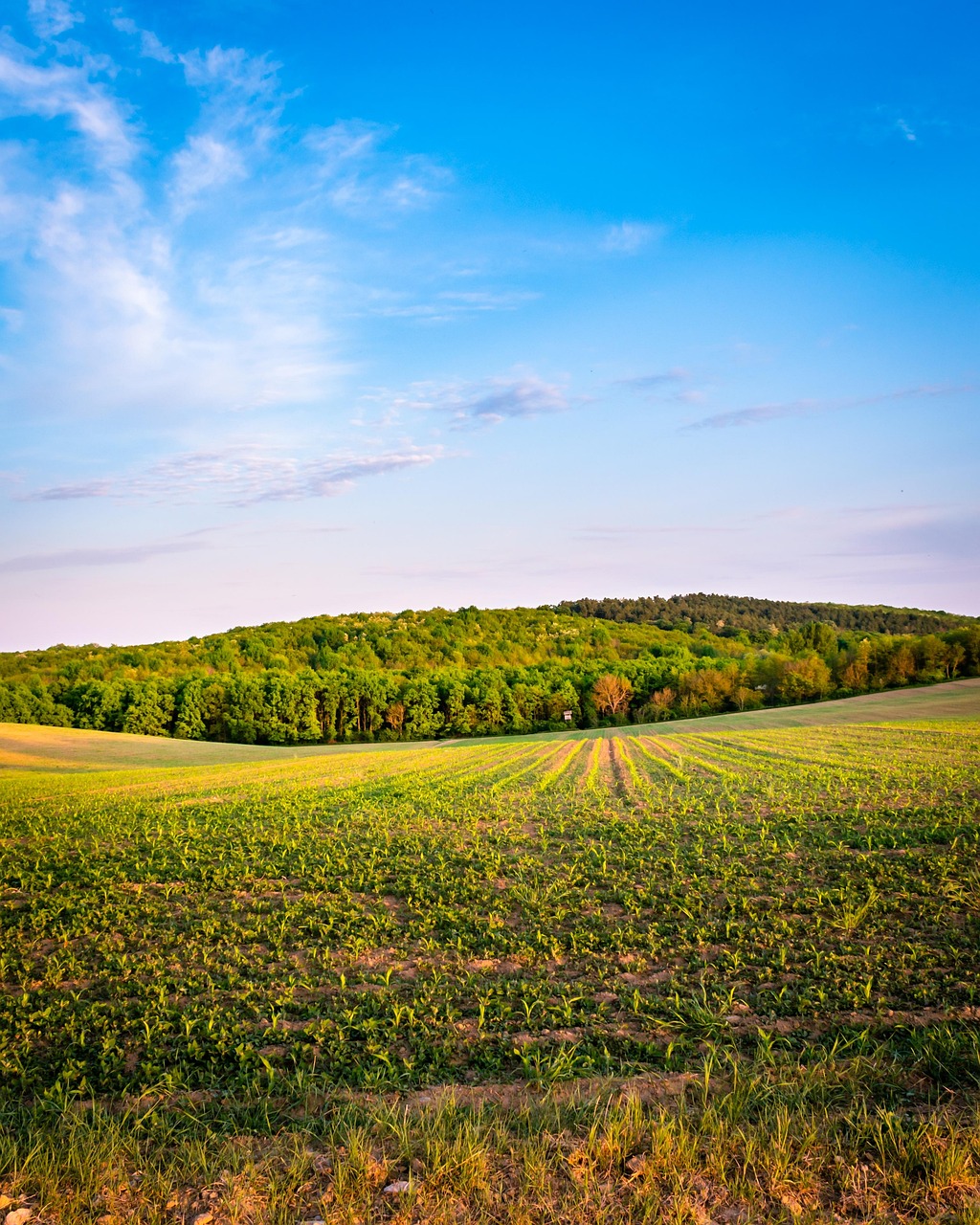 Beneficios del azotobacter en el suelo agrícola