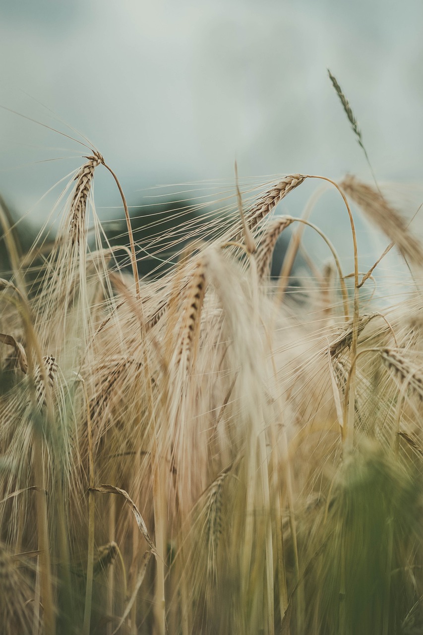 Regulatory Considerations