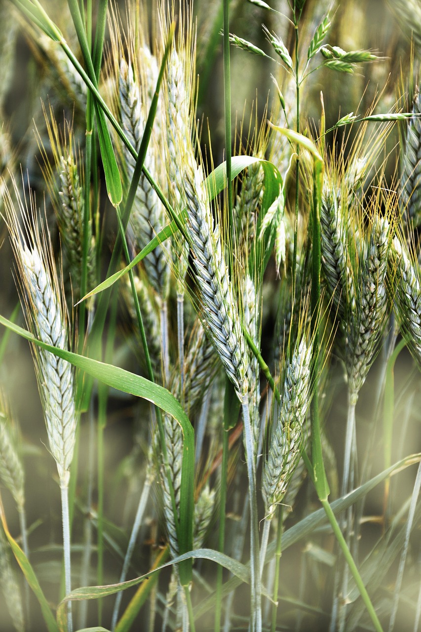 Avantages des Engrais Biologiques