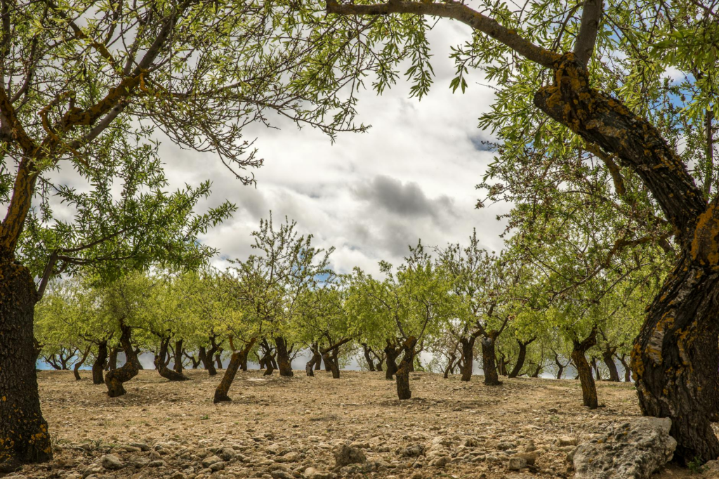 Ventajas de los fertilizantes biológicos para frutales