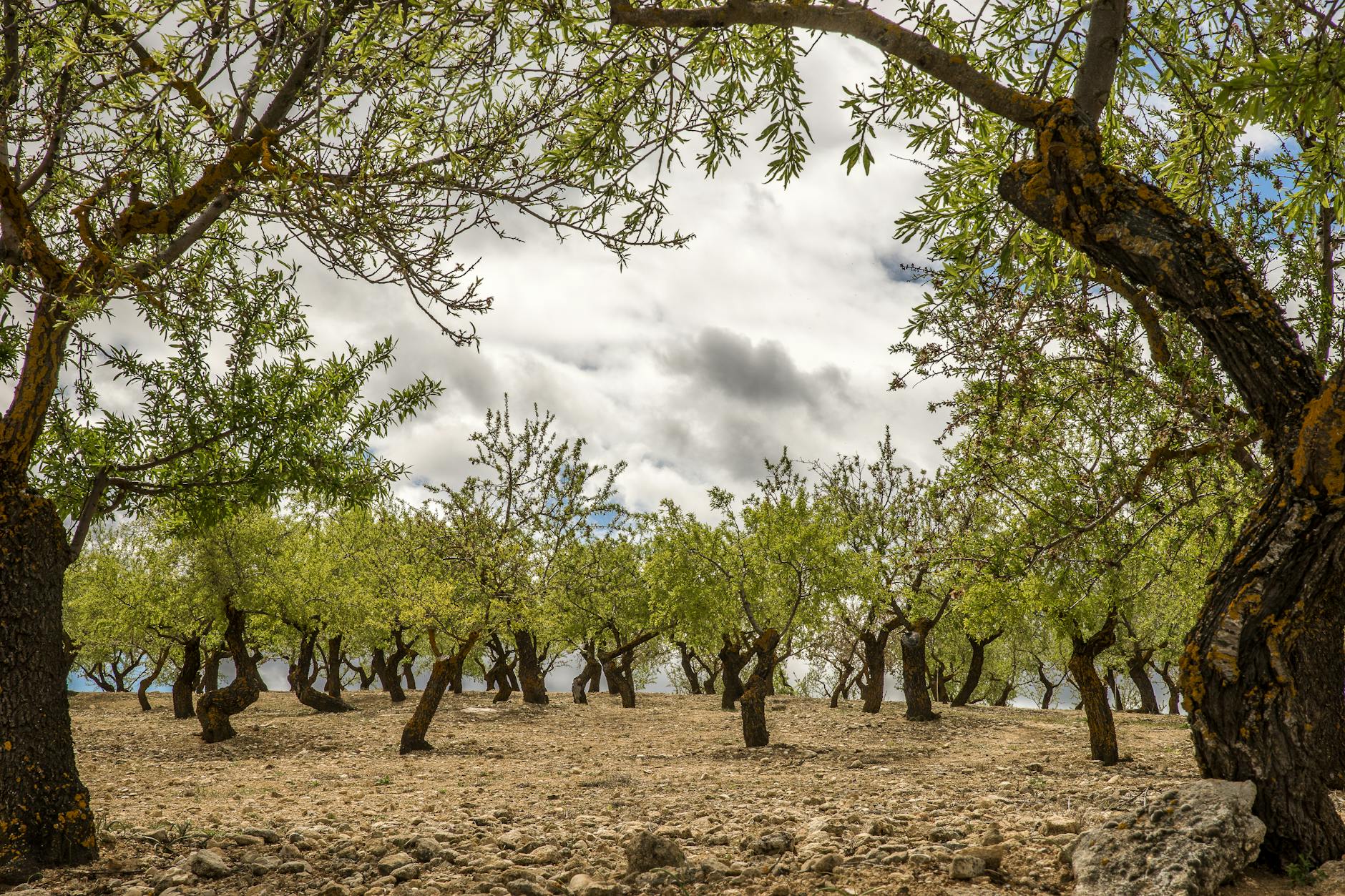 Ventajas de los fertilizantes biológicos para frutales