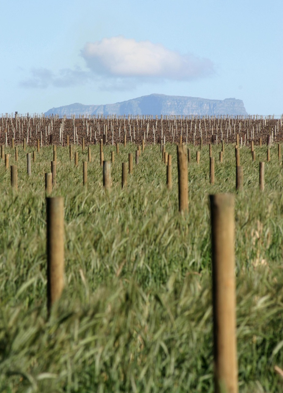 Avantages des Engrais Biologiques