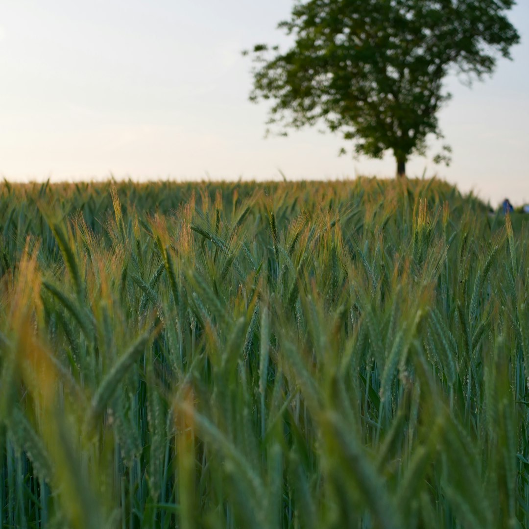Avantages des Engrais Biologiques
