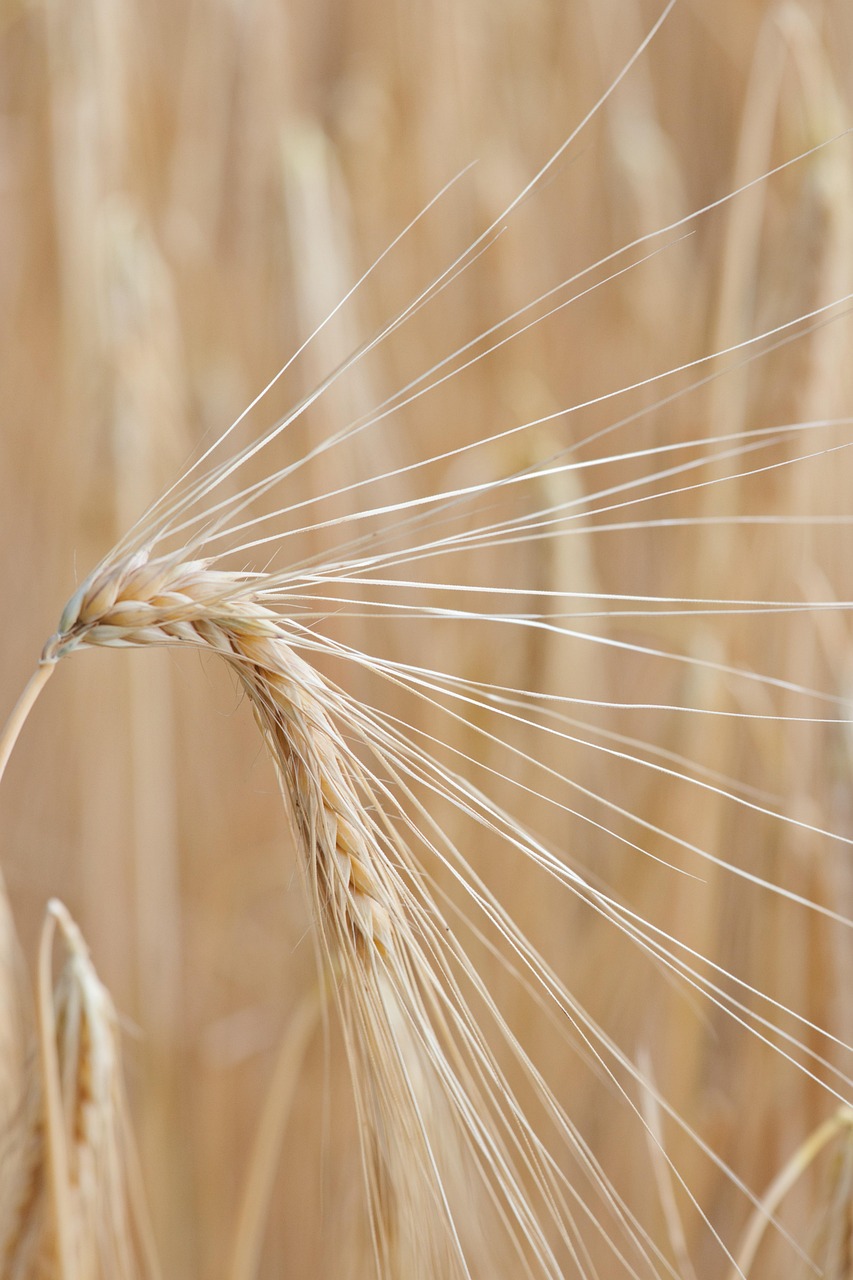 Certification SENASA