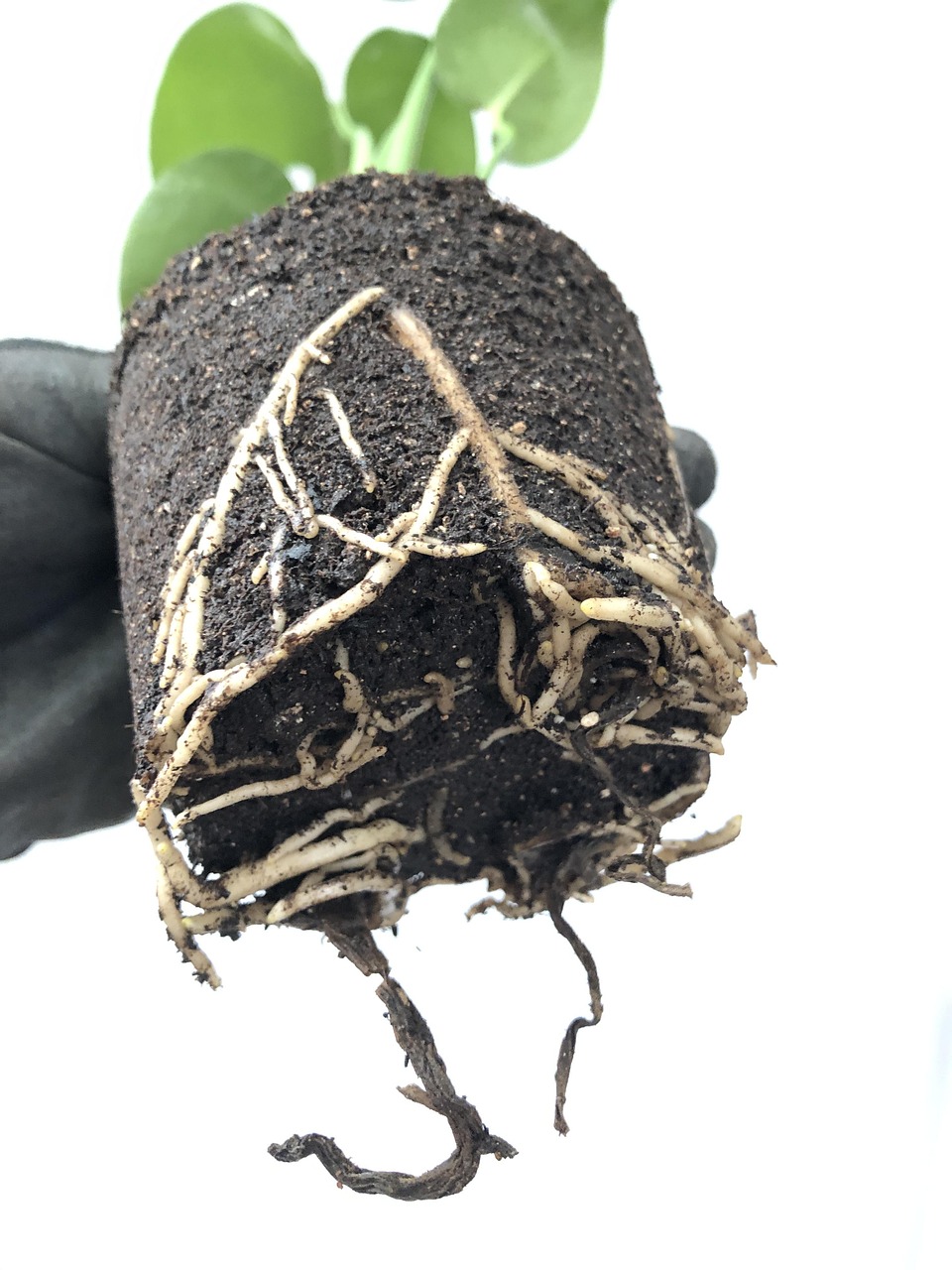 How to Use Ecological Nitrogen in Potato Crops