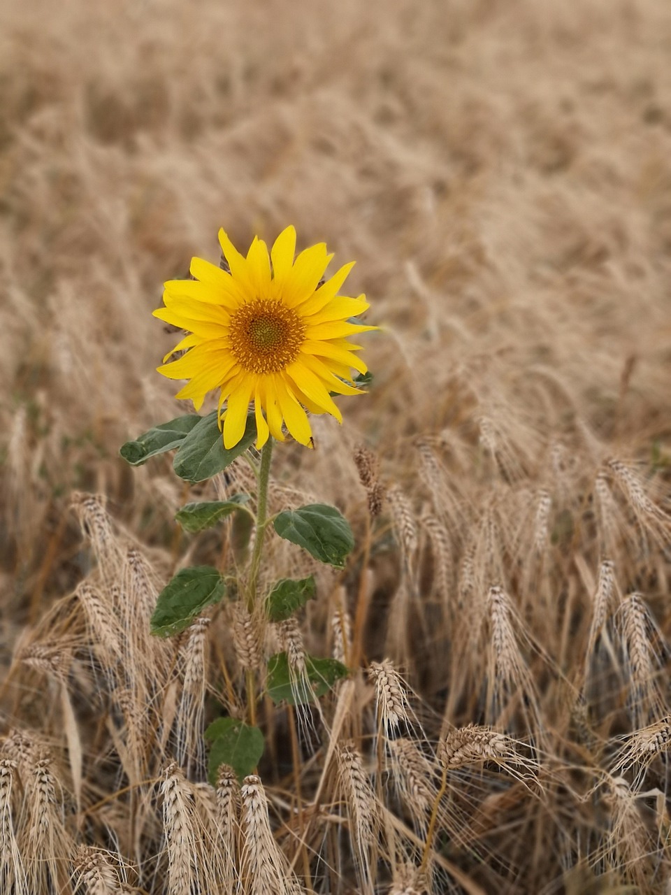 Beneficios del Nitrógeno Ecológico