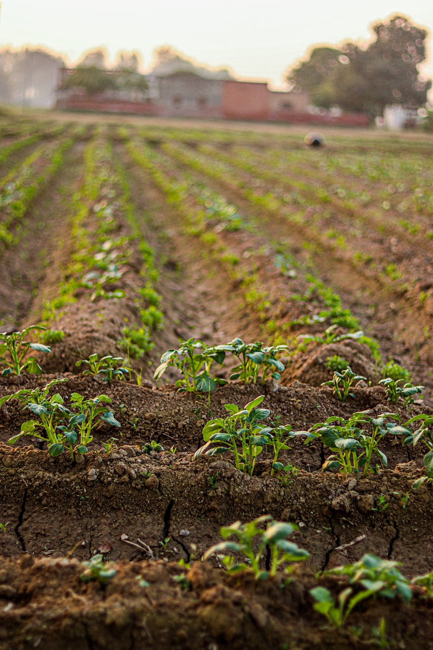 paysage agricole durable avec des légumes