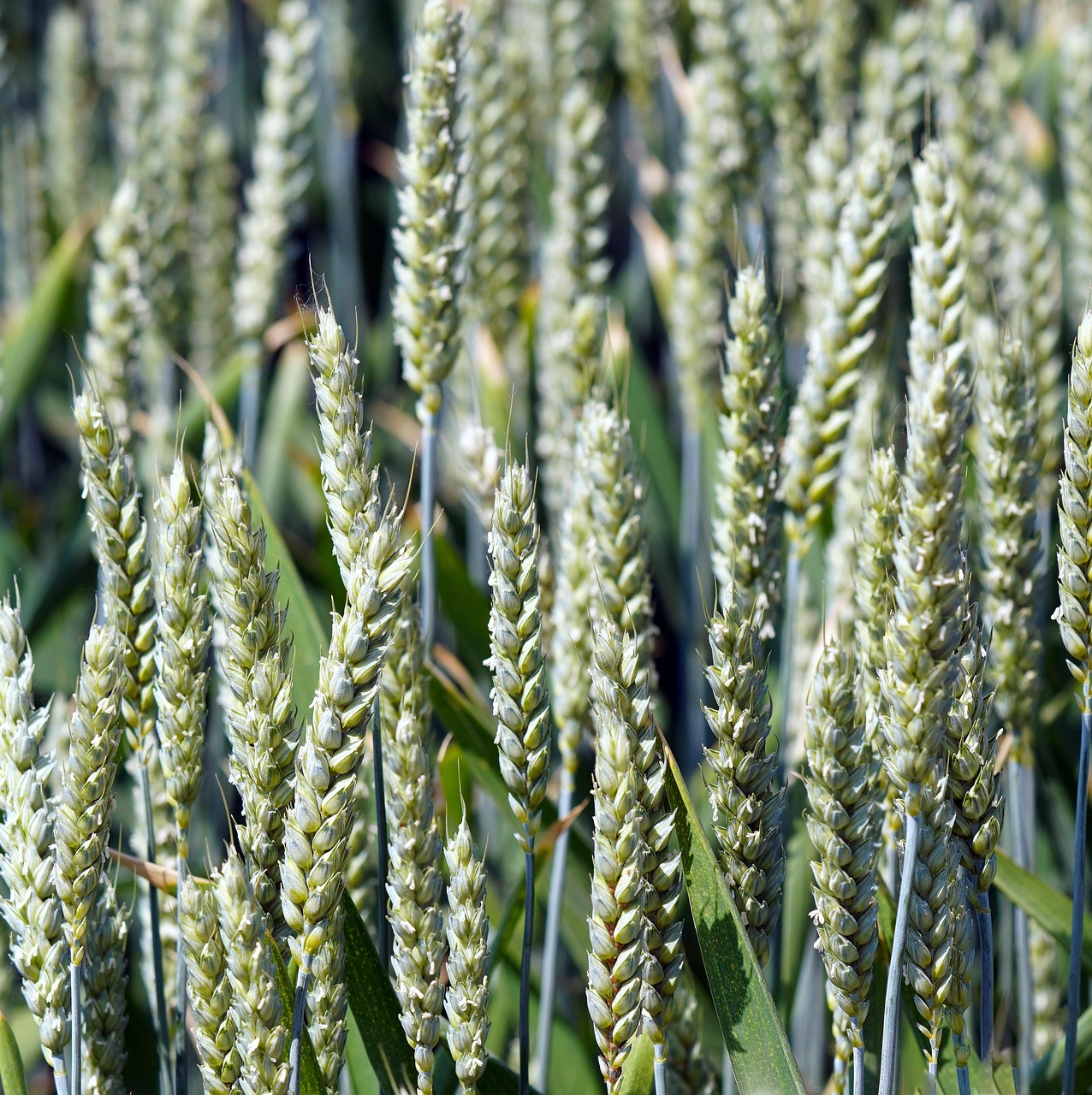 Comparativa con Urea y Nitrato de Amonio