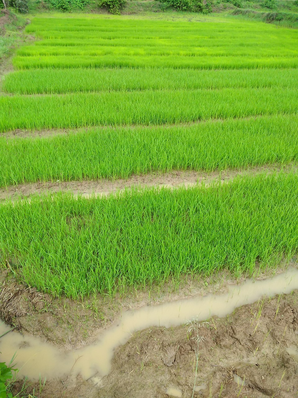 Application dans la Culture de la Vigne