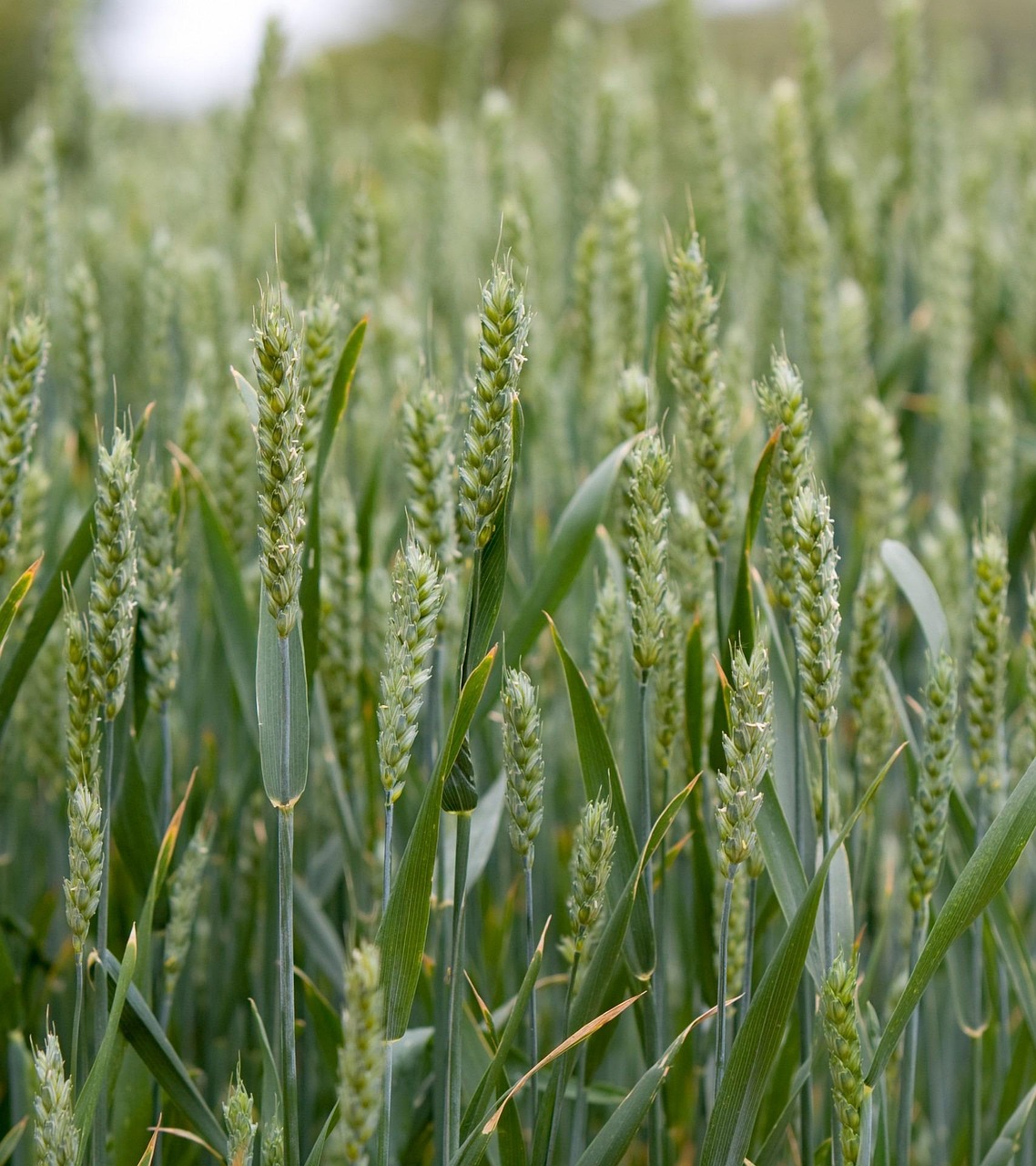 Beneficios del Nitrógeno Ecológico